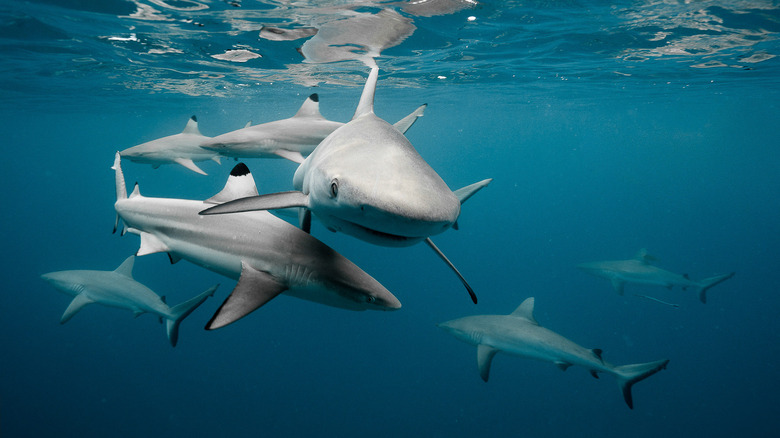 Shark friendships and communities