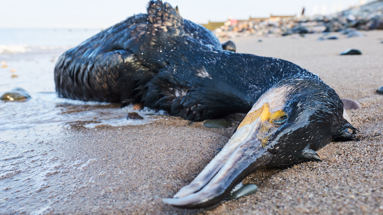 dead bird on beach