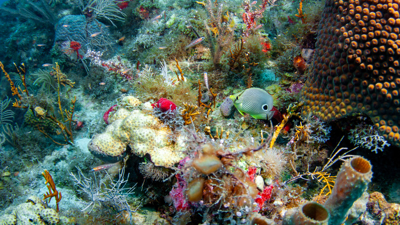 colorful fish and coral