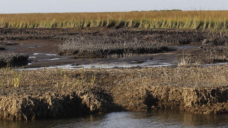 Oil battered land near Venice, Louisiana