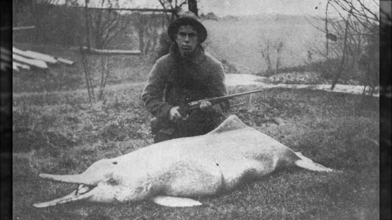 river dolphin killed in 1914 now extinct