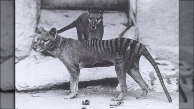 thylacine australian mammal dog extinct