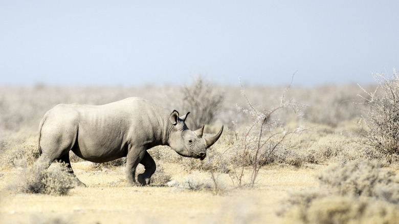 black rhino alone extinct
