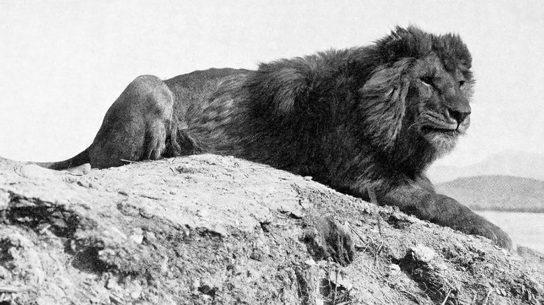 barbary lion now extinct