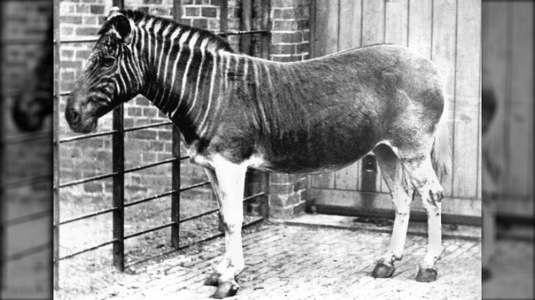 quagga london zoo now extinct