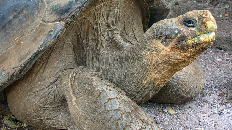 lonesome george extinct galapagos tortoise