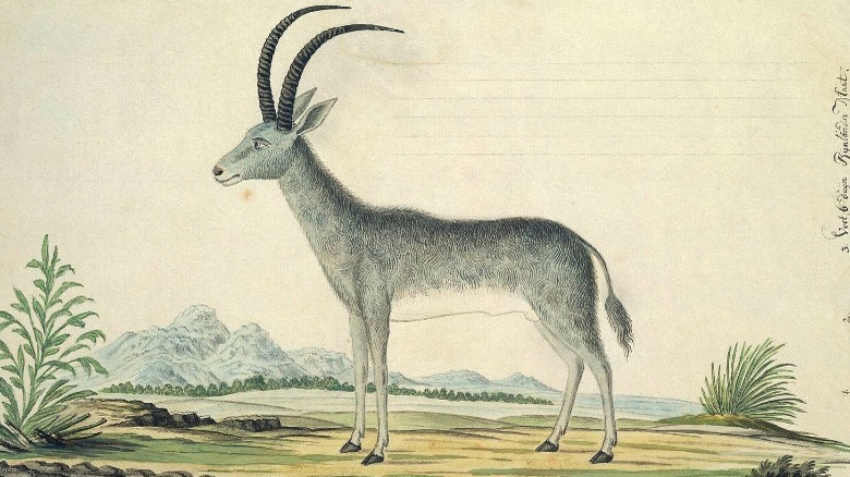 bluebuck extinct antelope sketch