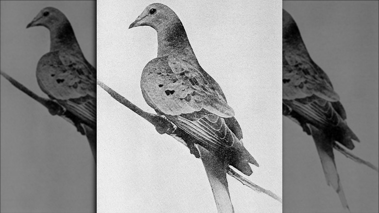 martha last survivng passenger pigeon