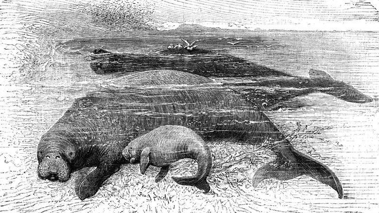 steller's sea cow illustration