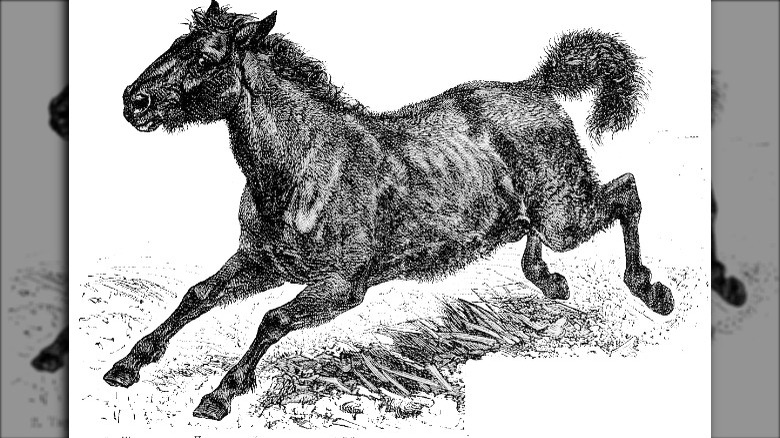 tarpan illustration extinct horse