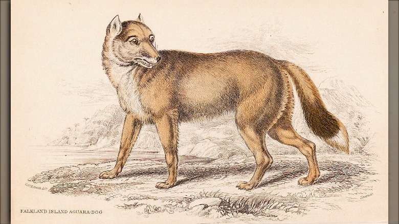 falkland islands wolf illustration