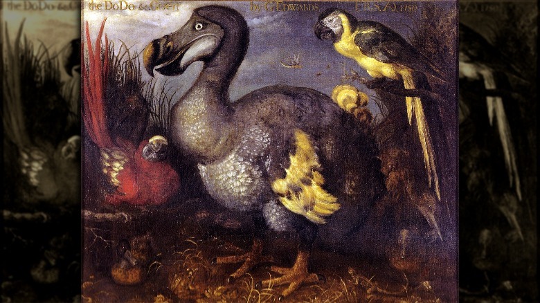 painting of the now extinct dodo
