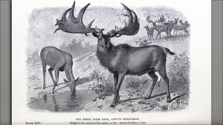 irish elk extinct deer