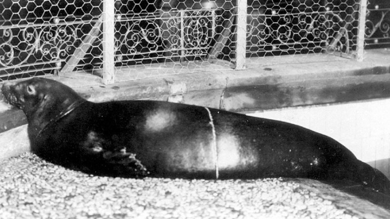 california monk seal