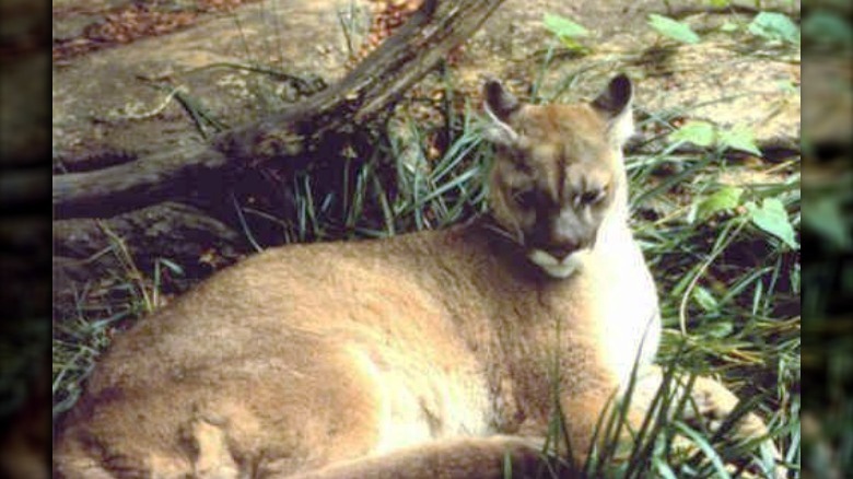 eastern cougar extinct north america big cat