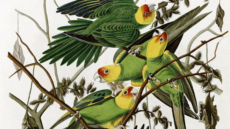 audubon's carolina parakeet sketch
