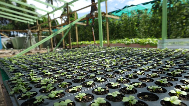 Greenhouse Tuvalu