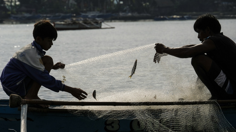 Fishers removing fish from net