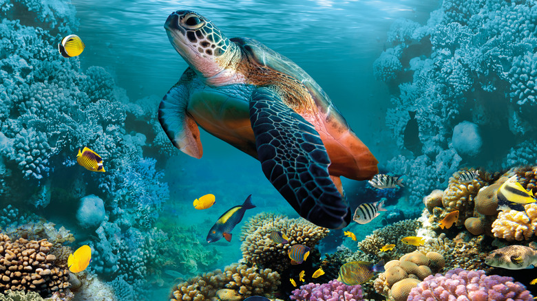 Turtle and fish swimming above coral reef
