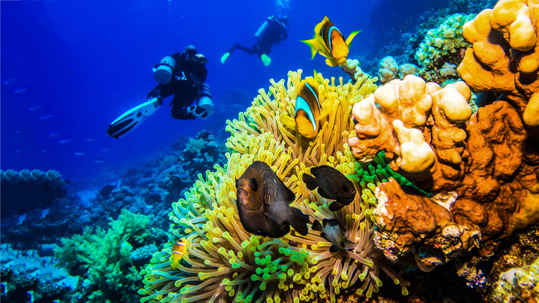 Divers swim past coral reef