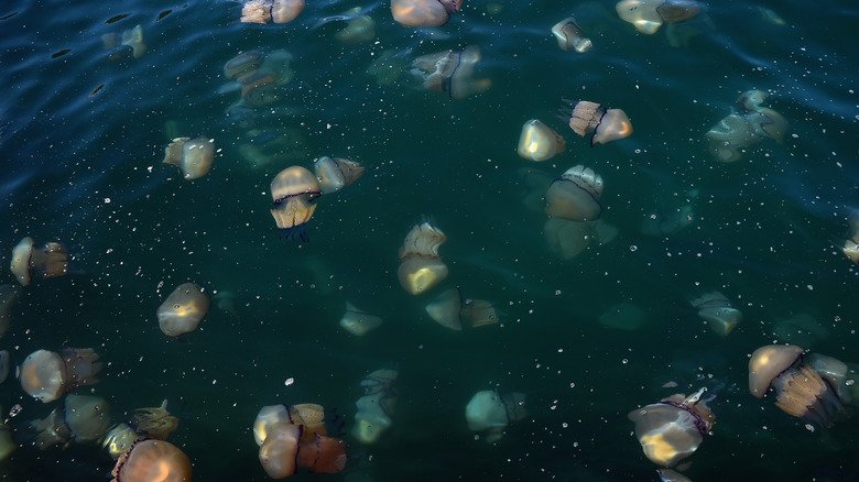 Swarm of jellyfish underwater