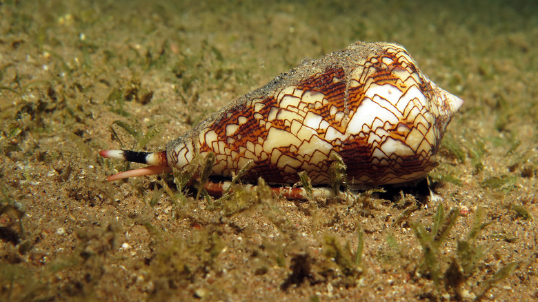 Cone snail crawling underwater
