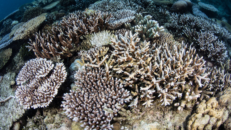 Coral bleaching