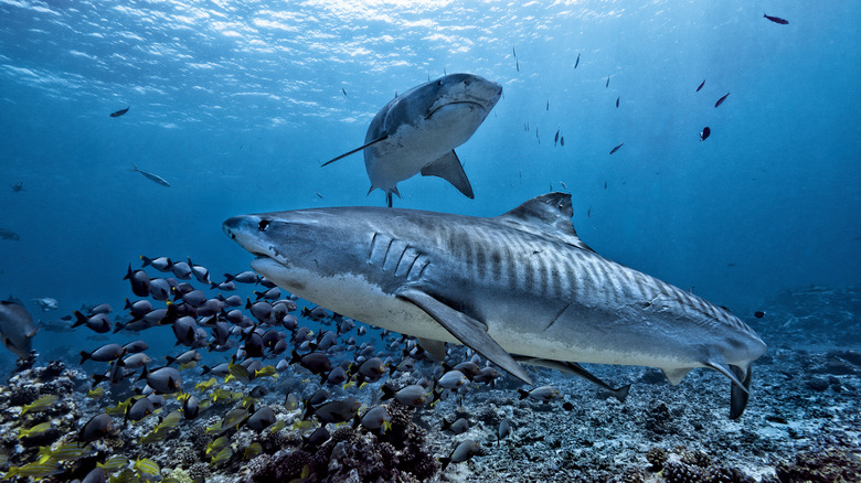 Sharks swimming in deep water