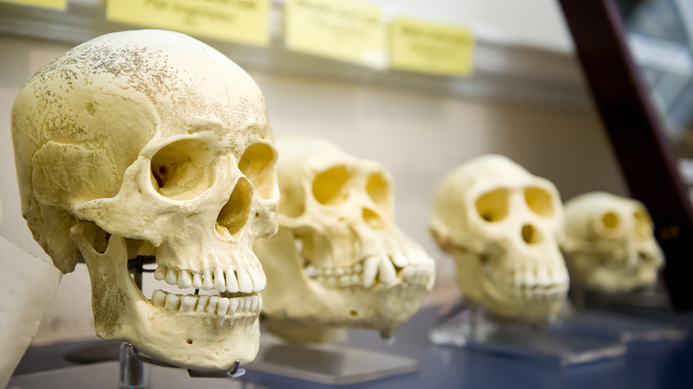 Different human skull species