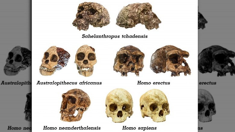 human skull evolution