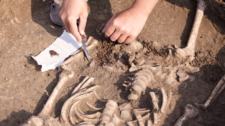 Archeology dig with bones