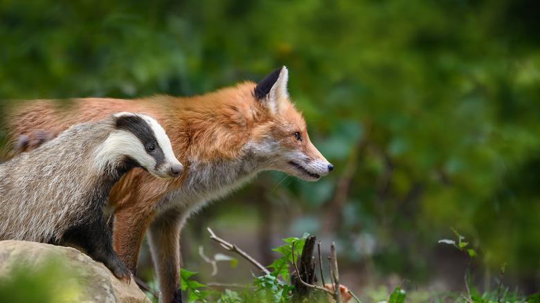 Fox and badger in the woods