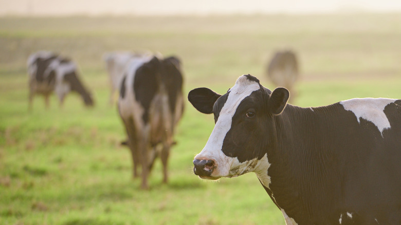 Cows in a field