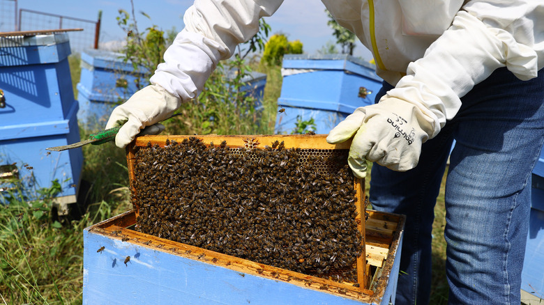 Beekeeper lifting a section from a hive
