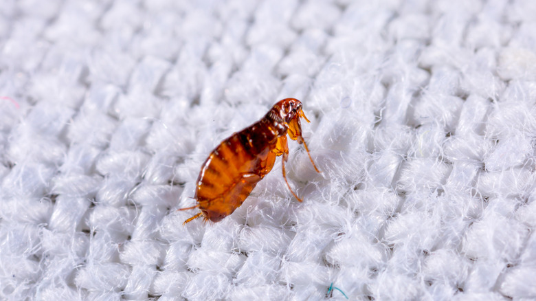 flea on fabric