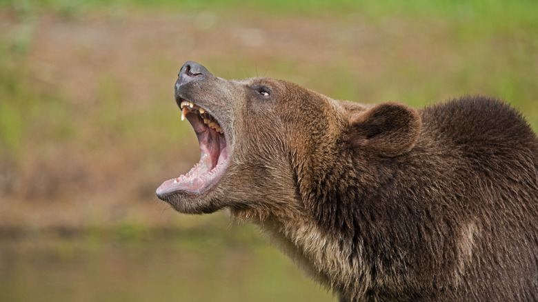 Brown bear with mouth open
