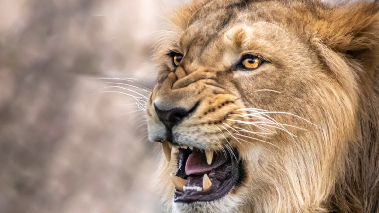 Male lion snarling