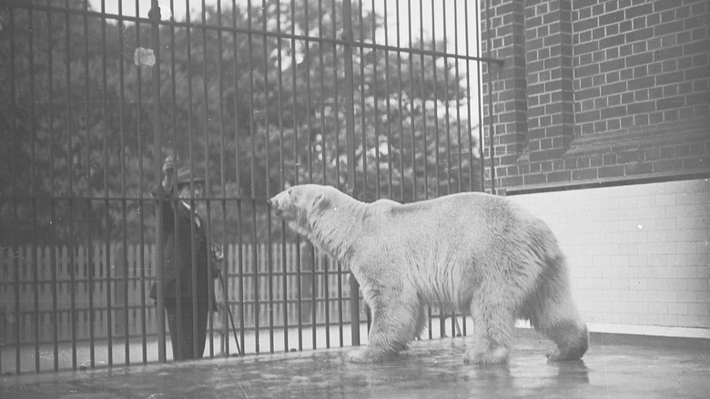 Adelaide Zoo polar bear in cage with man outside