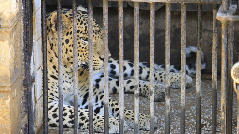 Leopard behind bars