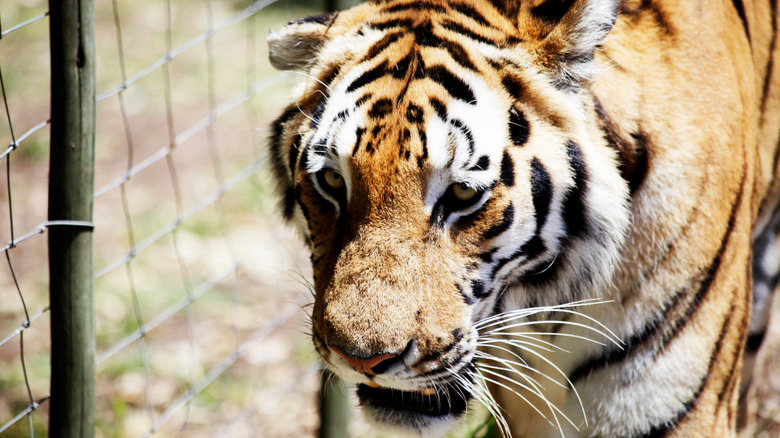 Tiger with fence in background