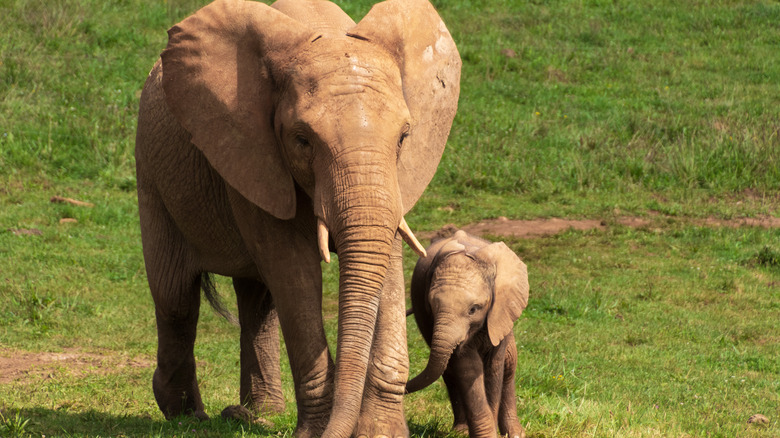 Elephant and calf