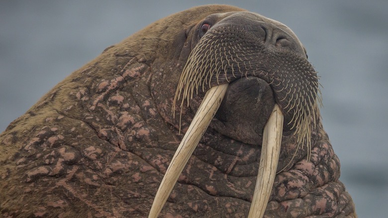 Walrus