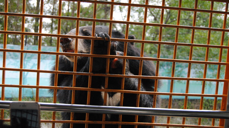 Bear behind cage