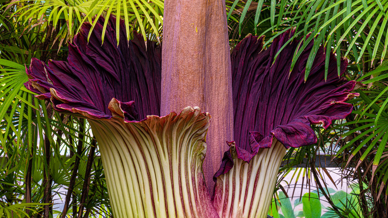 corpse flower