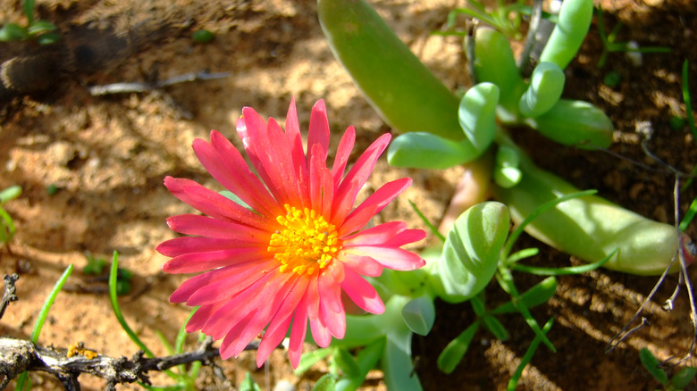 Richtersveld succulent flowering