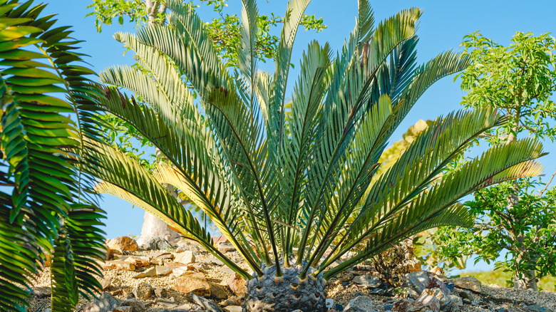 wood's cycad endangered tree