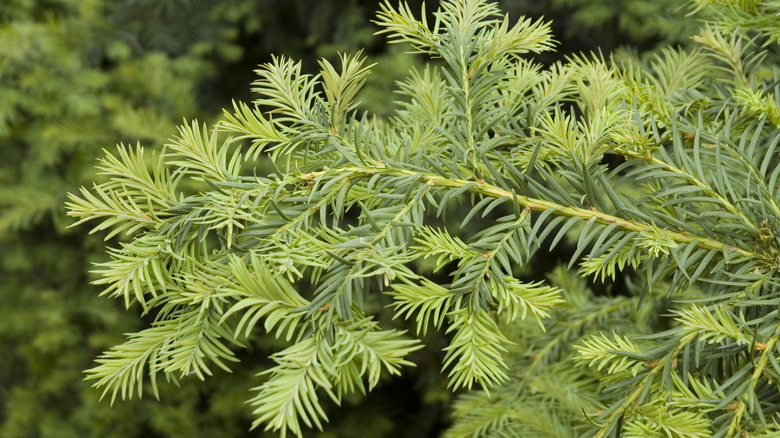 branches of a yew tree