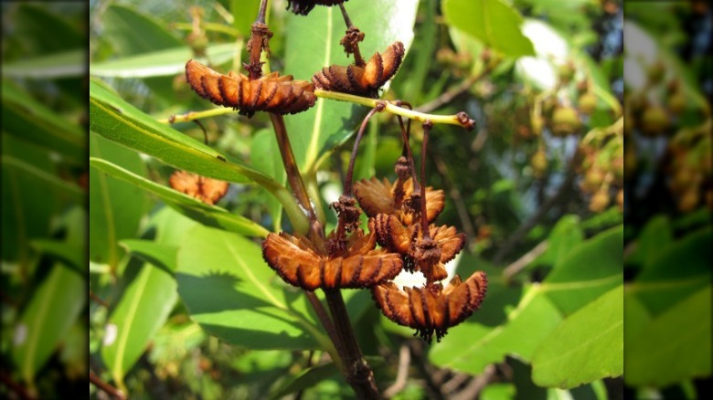 seychells endangered jellyfish tree