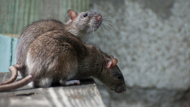 A pair of brown rats