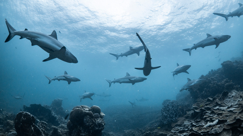 Sharks swimming underwater